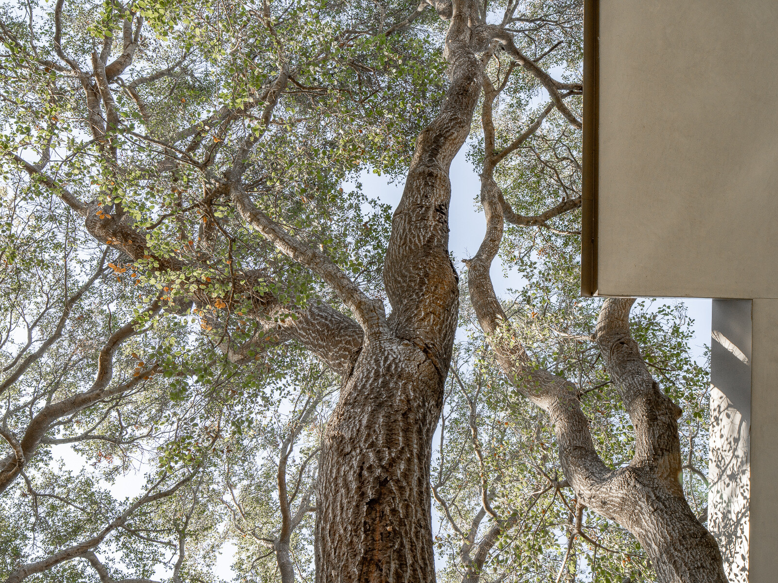 LA Brooktree House Image 12